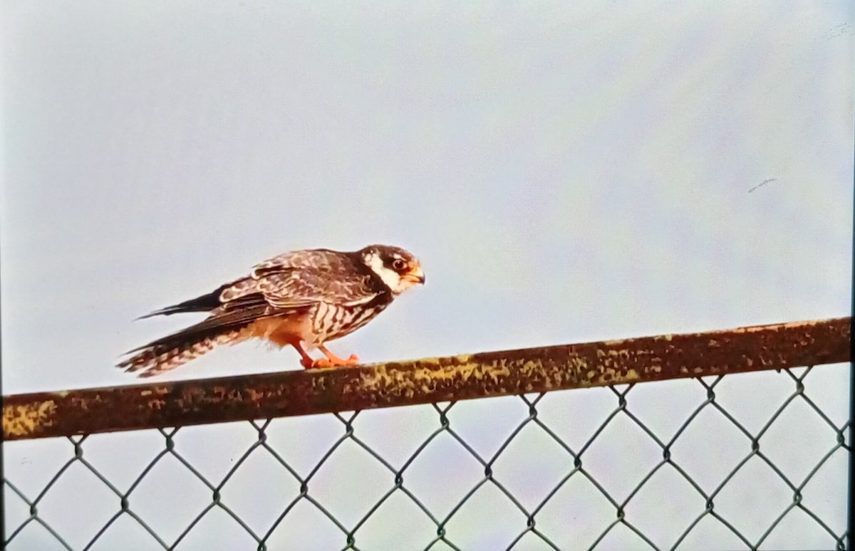 Faucon de l'Amour - ML647176133