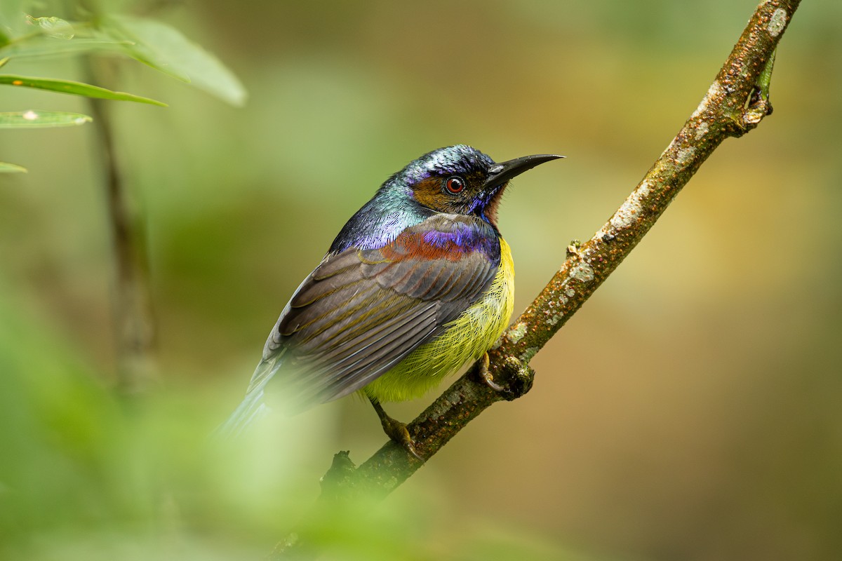 Souimanga à gorge brune - ML647176134