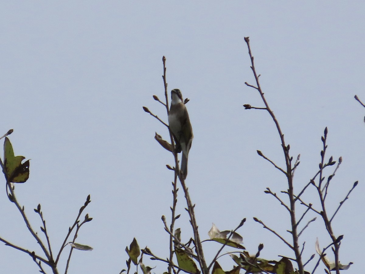 Bulbul de Chine - ML647176136