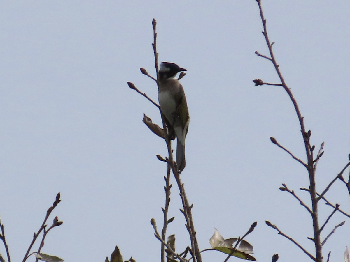 Bulbul de Chine - ML647176137