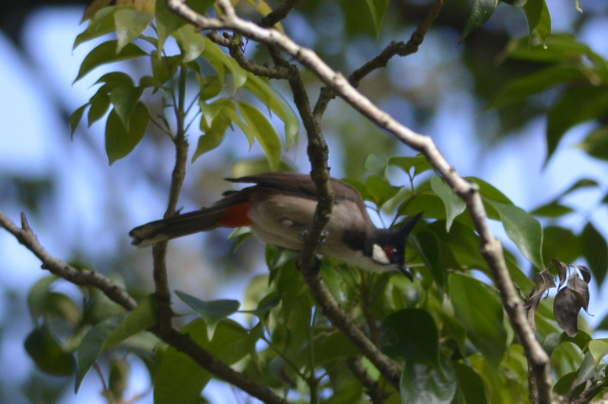 Bulbul orphée - ML647176139
