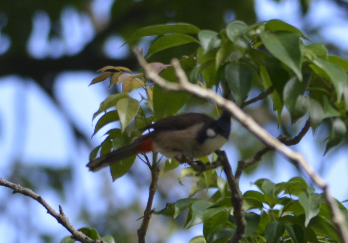 Bulbul orphée - ML647176140