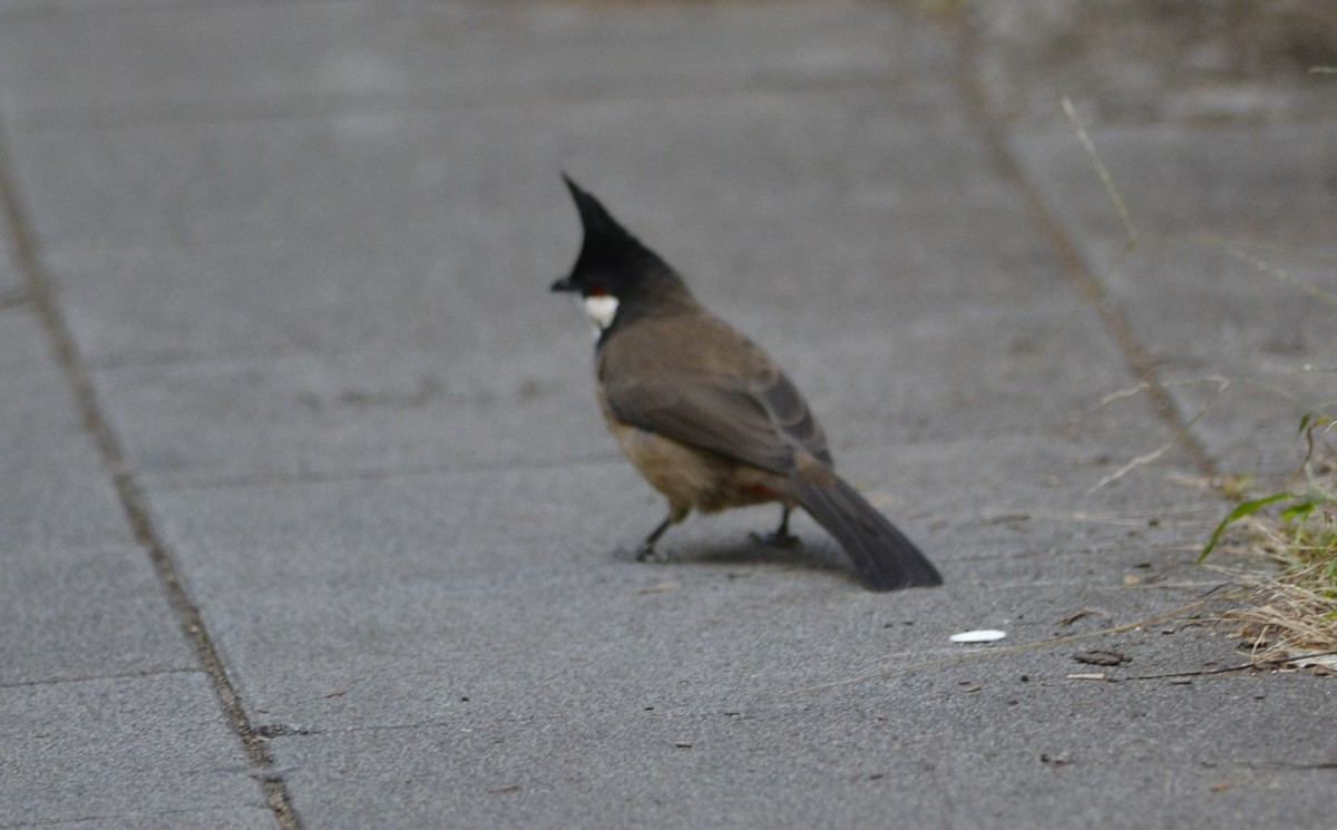 Bulbul orphée - ML647176141