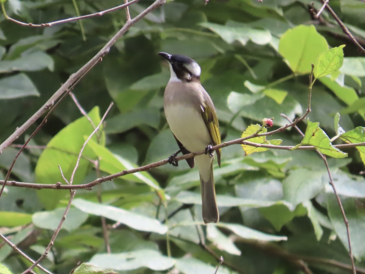 Bulbul de Chine - ML647176142