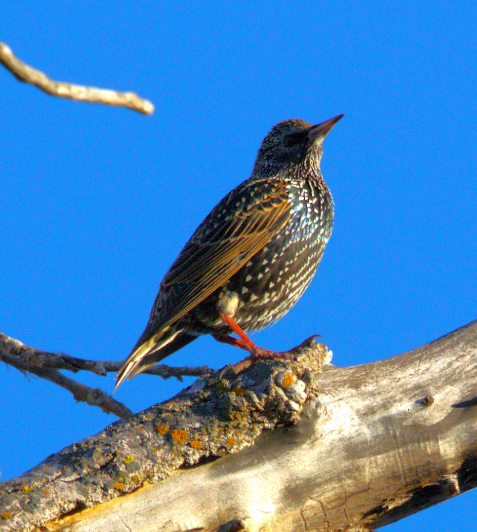 Étourneau sansonnet - ML647176143