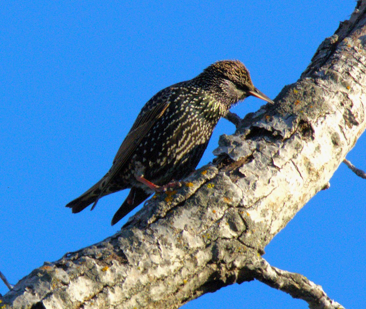 Étourneau sansonnet - ML647176144