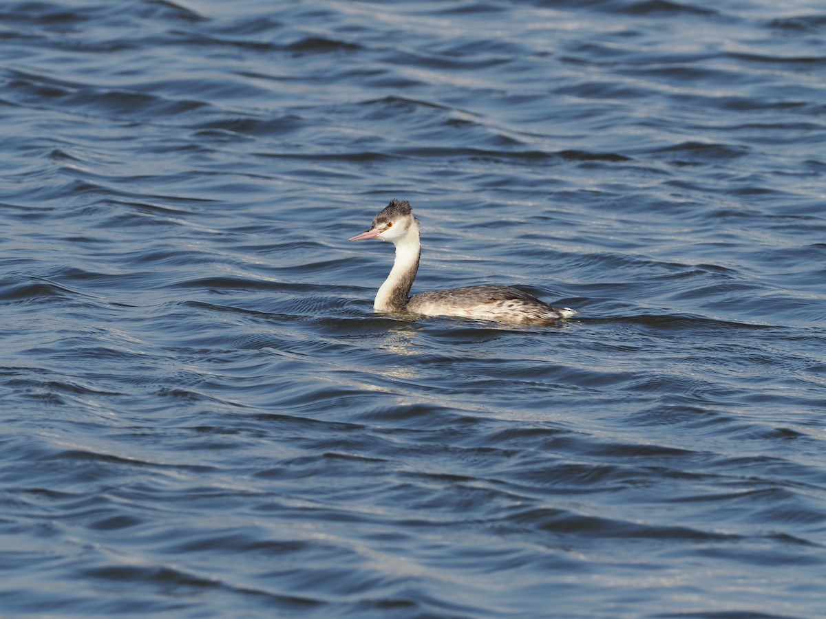 טבלן מצויץ - ML647176145