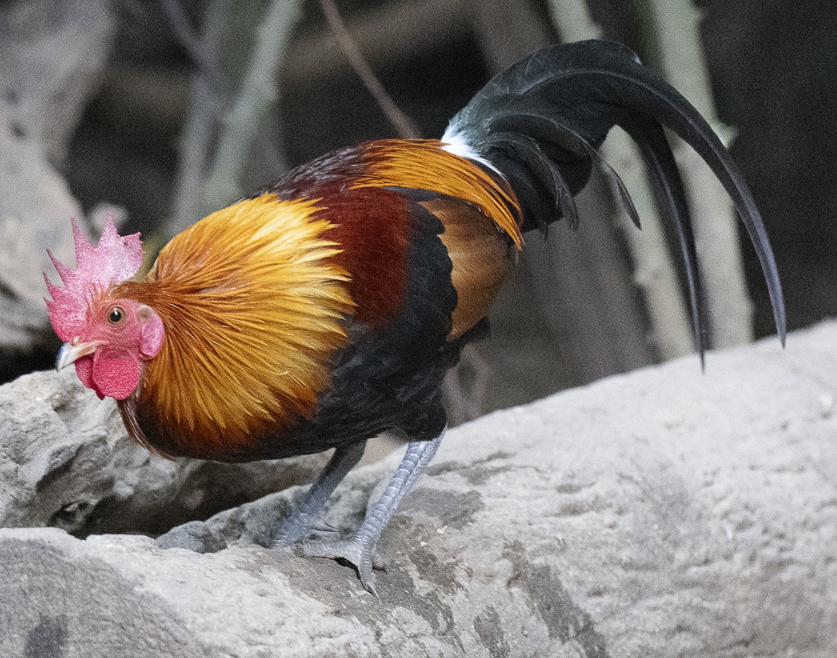 Coq bankiva - ML647176146