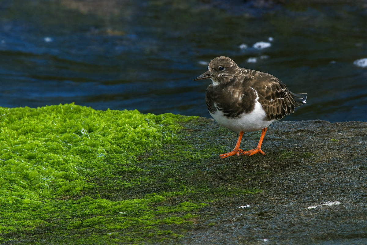 Tournepierre à collier - ML647176150