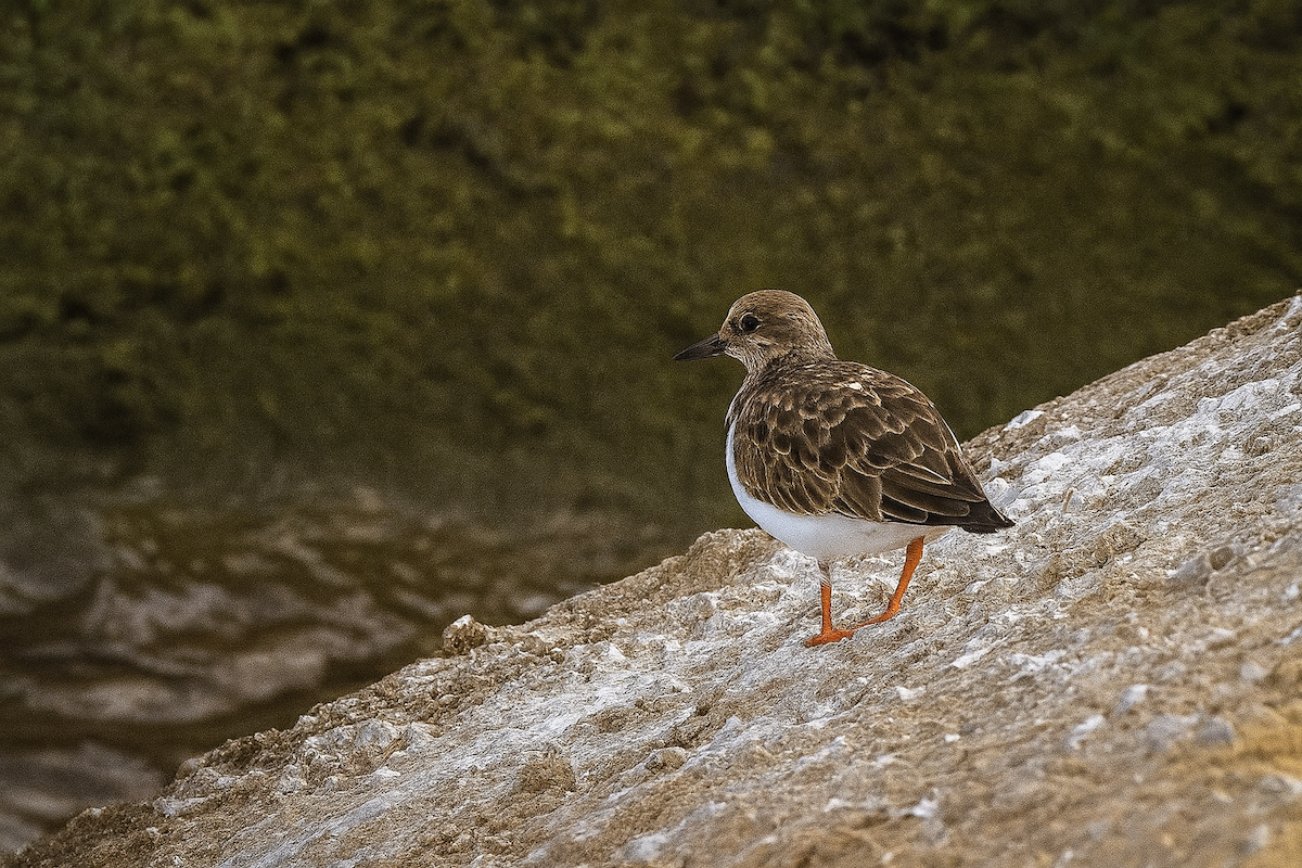 Tournepierre à collier - ML647176151