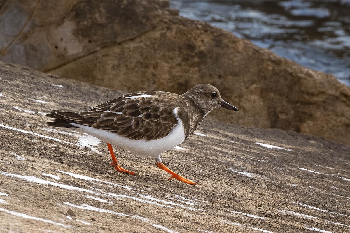Tournepierre à collier - ML647176152