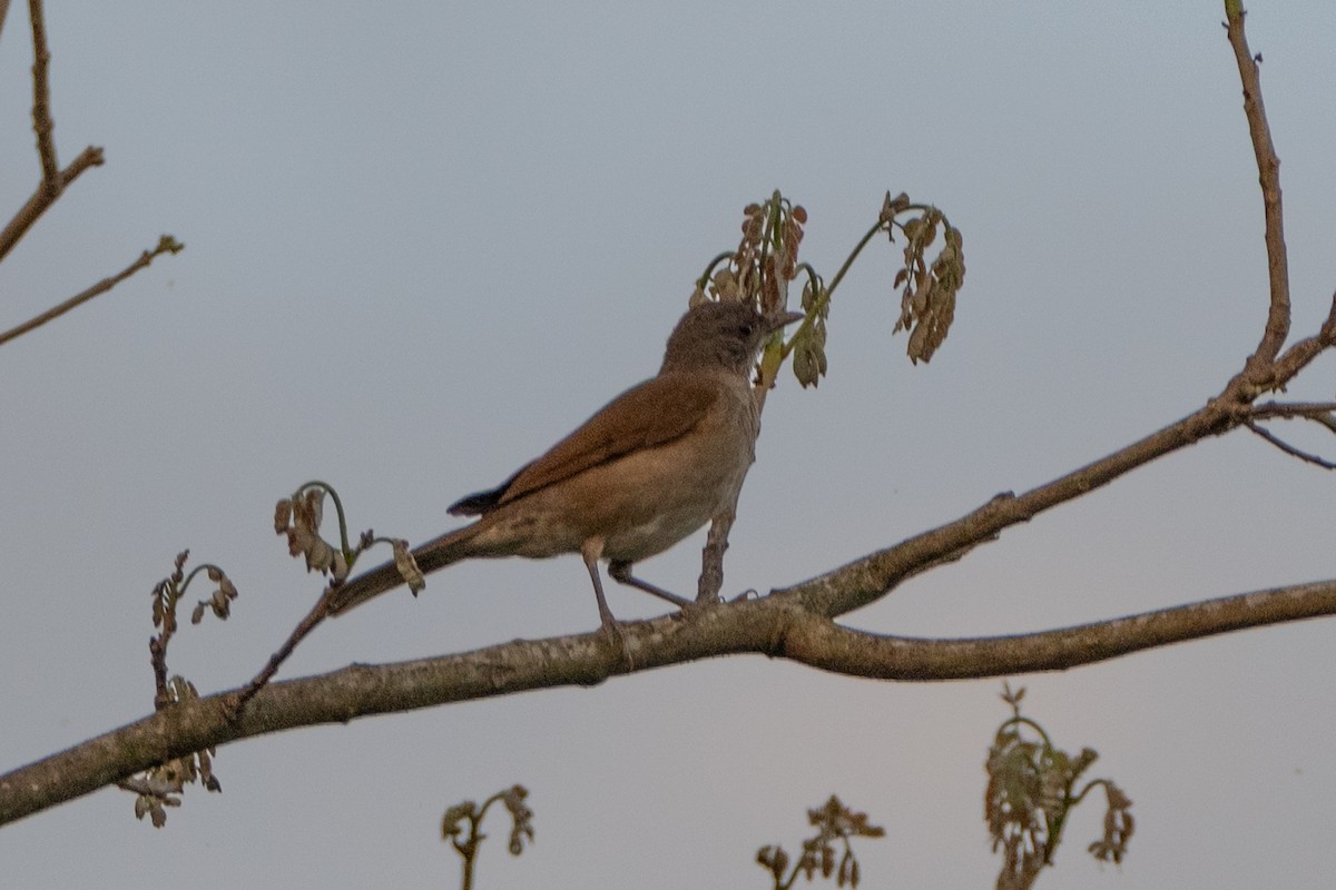 Merle à bec noir - ML647176154