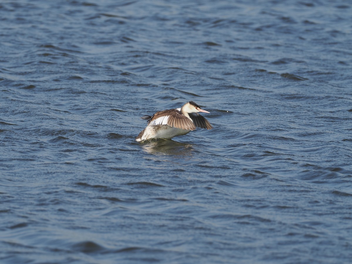 טבלן מצויץ - ML647176155