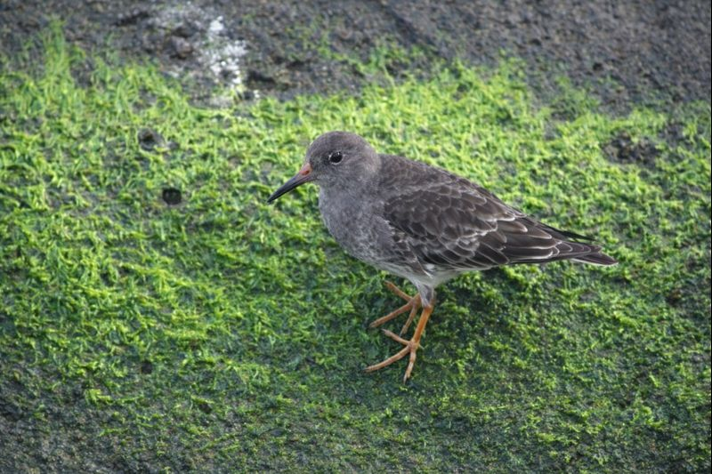 Purple Sandpiper - ML647176157