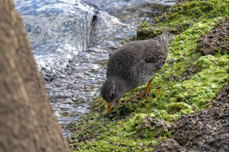 Purple Sandpiper - ML647176158