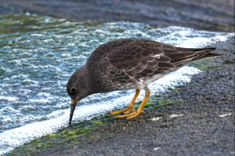 Purple Sandpiper - ML647176159