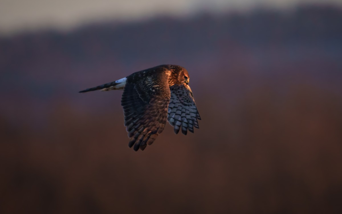 Northern Harrier - ML647176166