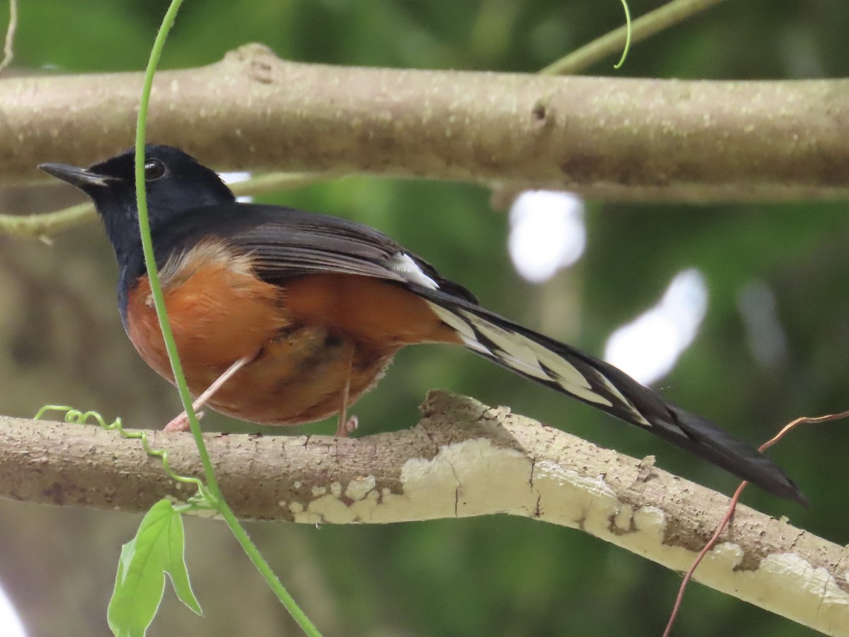 白腰鵲鴝 - ML647176167