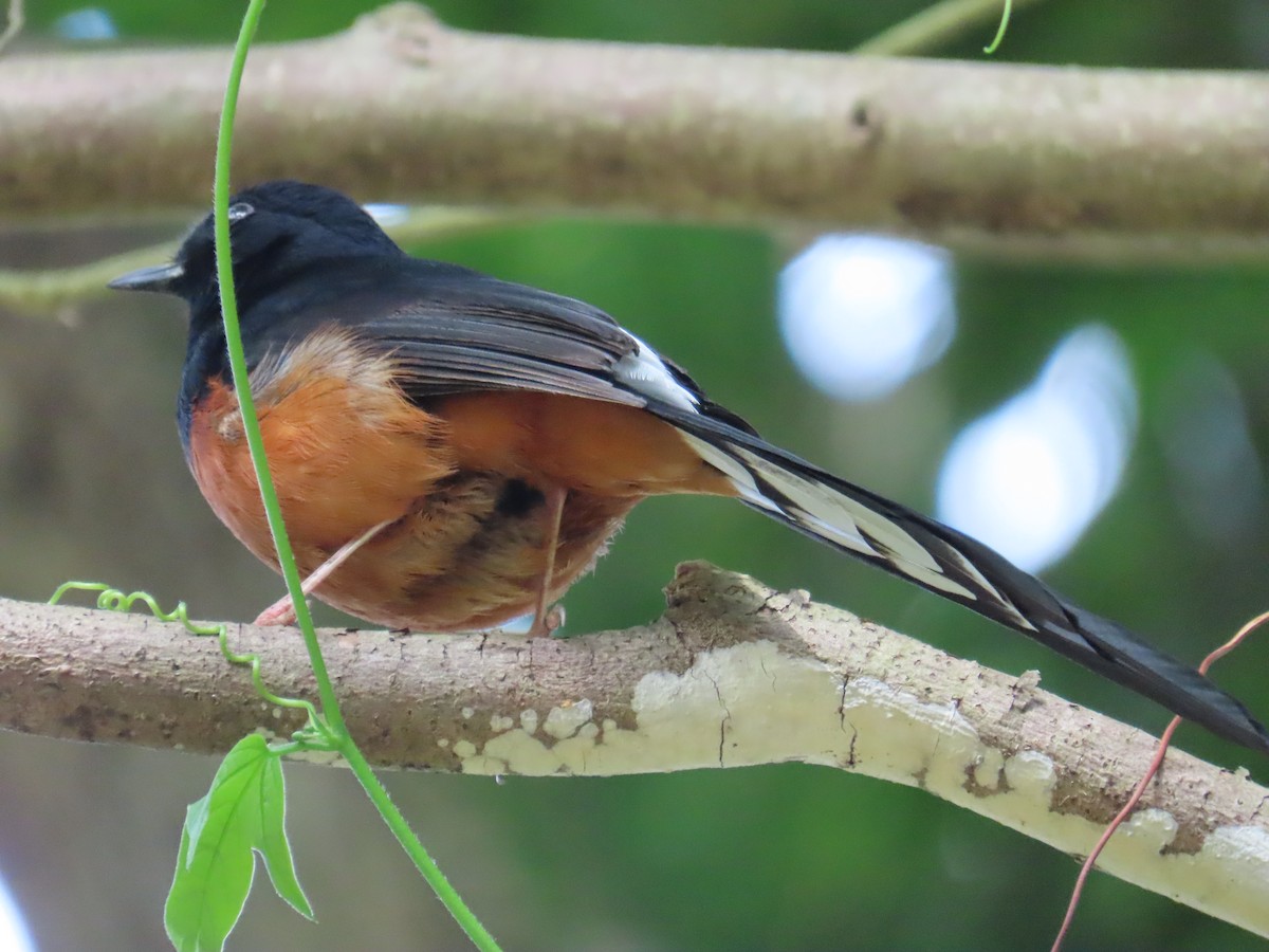 白腰鵲鴝 - ML647176169