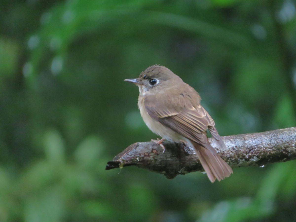 Brown-breasted Flycatcher - ML647176172