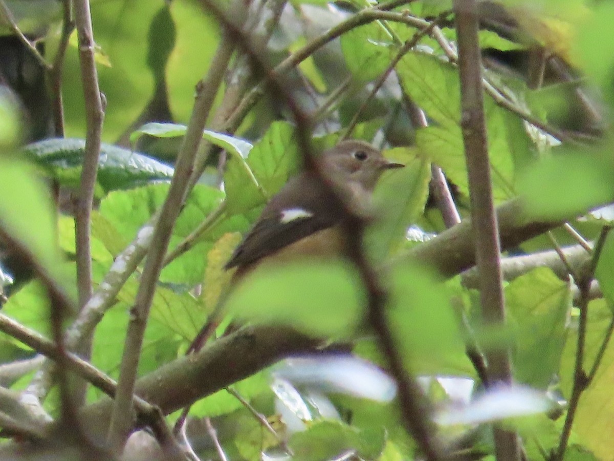 Daurian Redstart - ML647176174