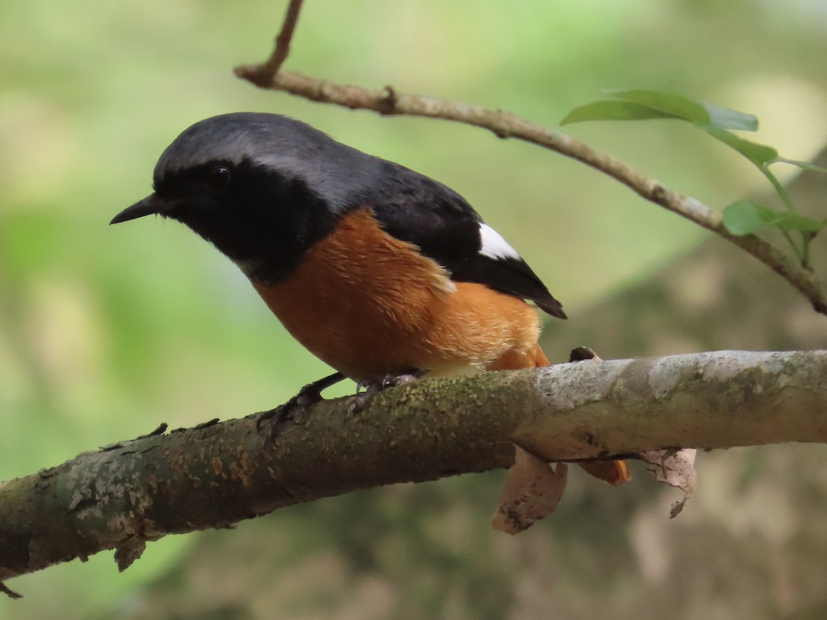 Daurian Redstart - ML647176176