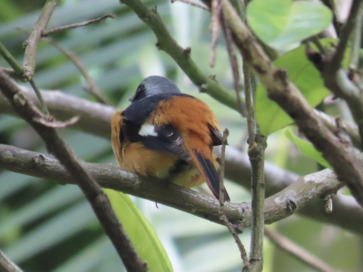 Daurian Redstart - ML647176177