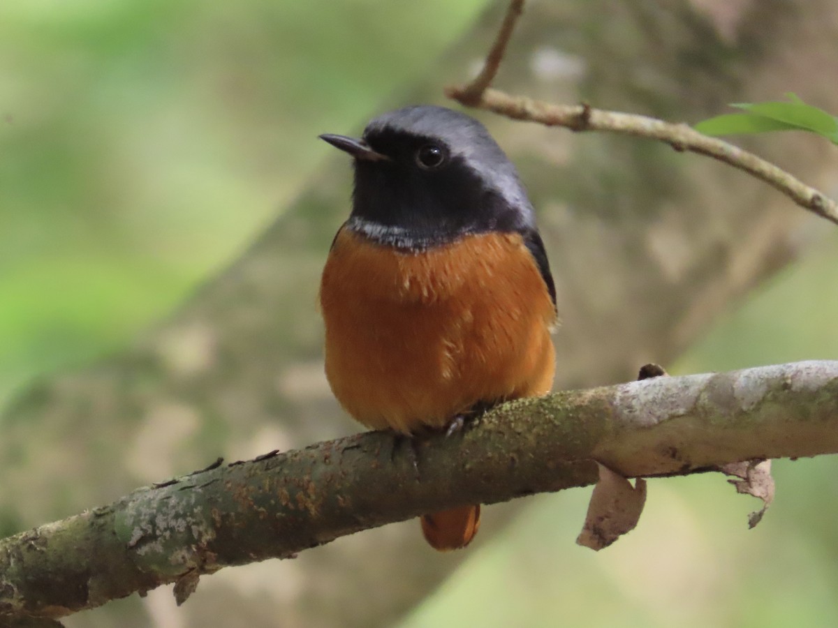 Daurian Redstart - ML647176178