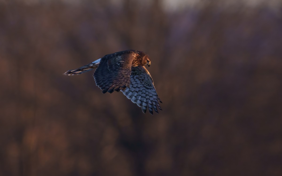 Northern Harrier - ML647176180