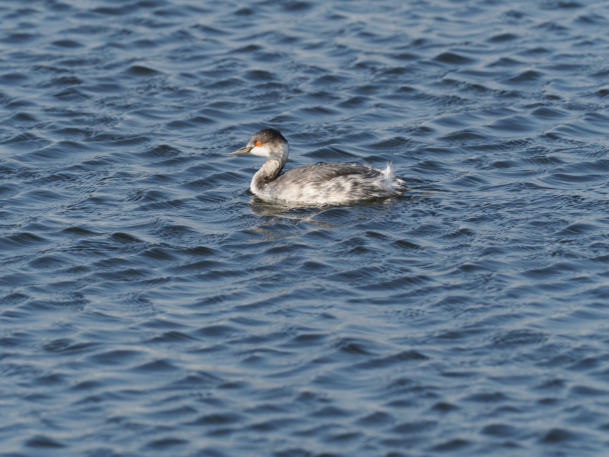 Eared Grebe - ML647176181