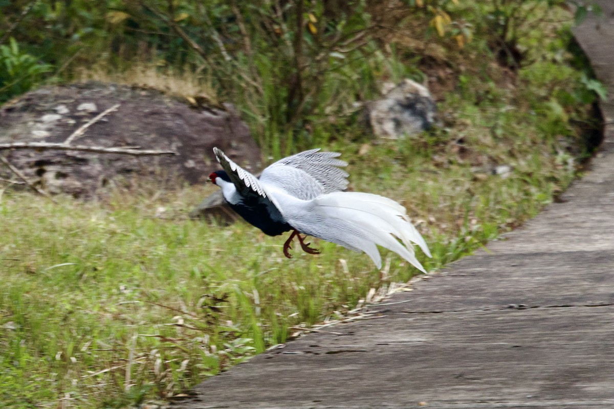 Silver Pheasant - ML647176185