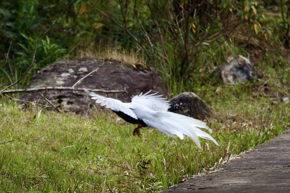 Silver Pheasant - ML647176186