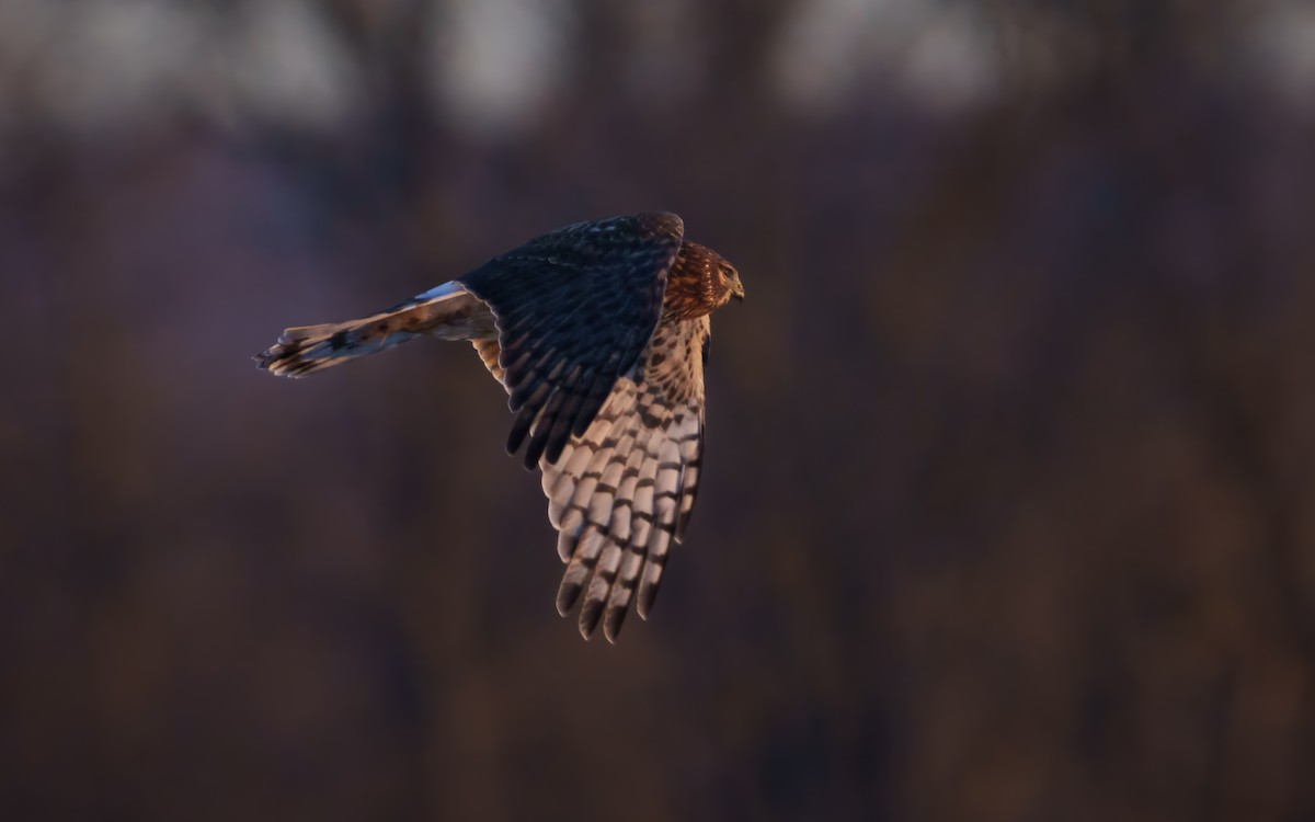 Northern Harrier - ML647176188