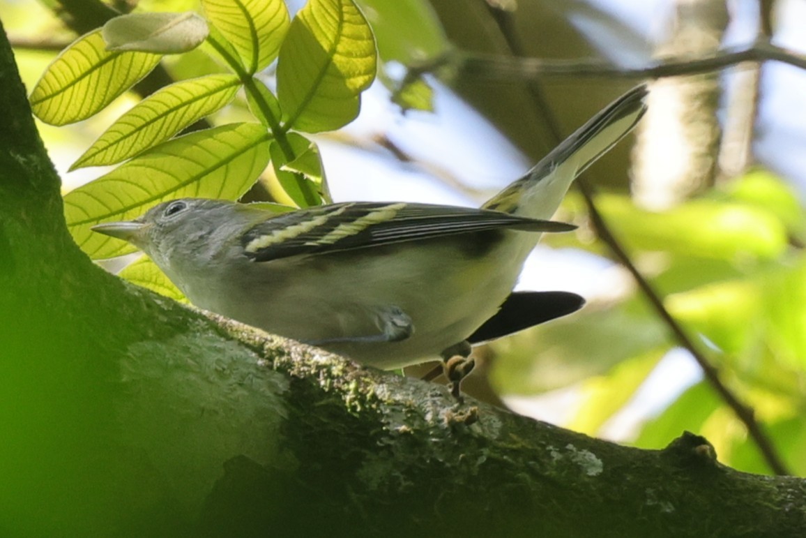 lesňáček rezavoboký - ML647176189