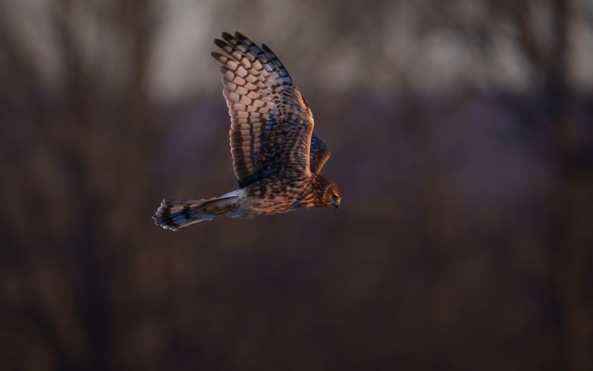 Northern Harrier - ML647176190