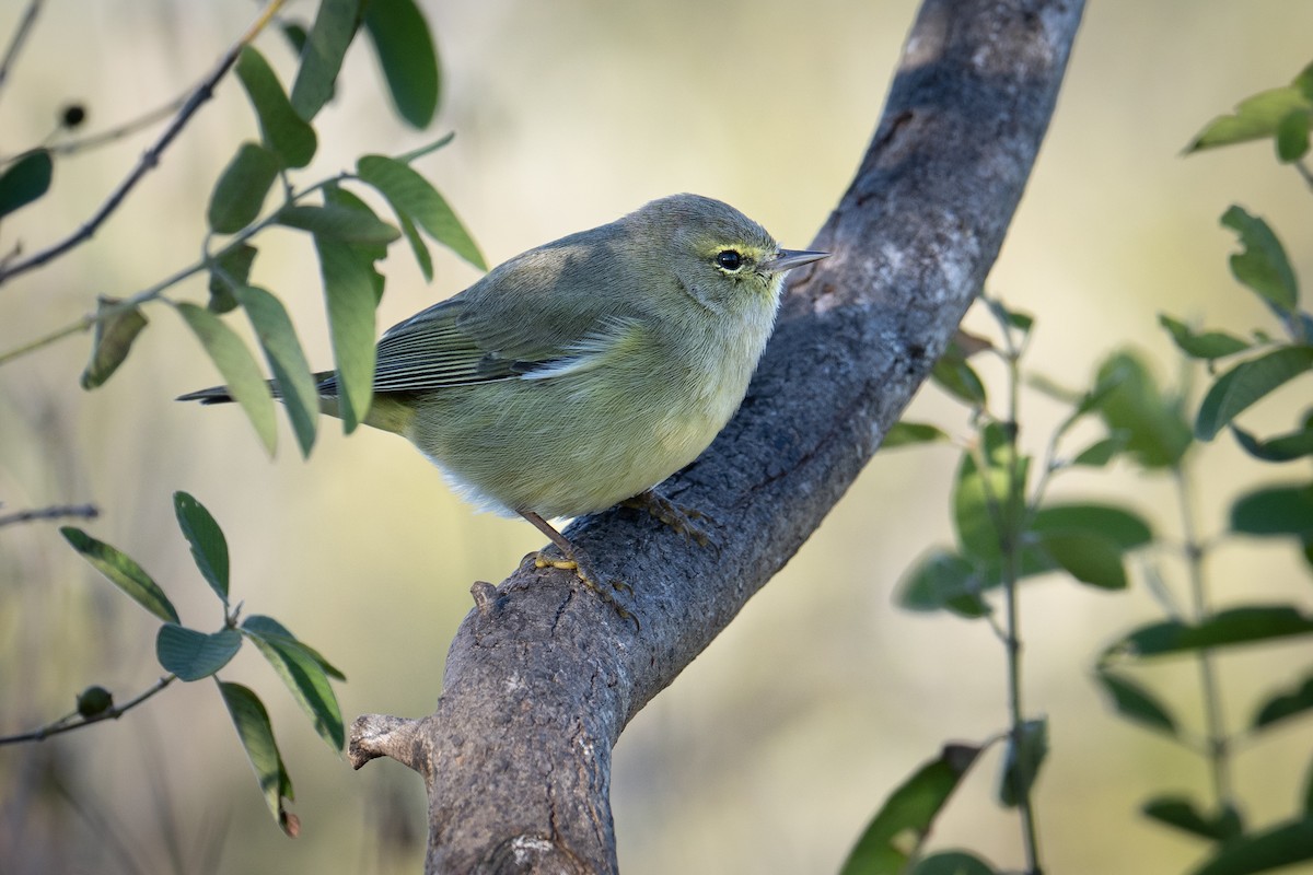 Orange-crowned Warbler - ML647176191