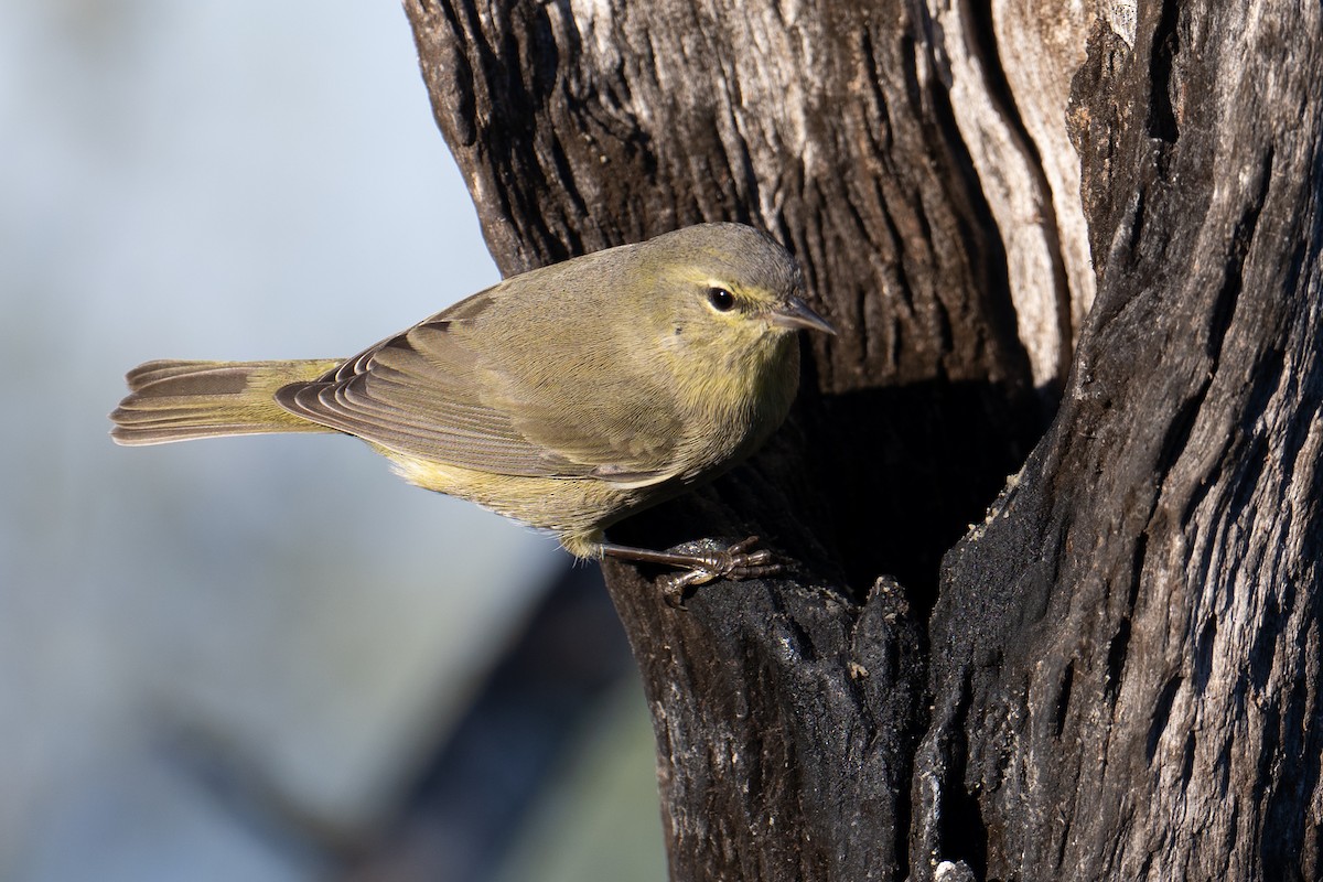 Orange-crowned Warbler - ML647176192