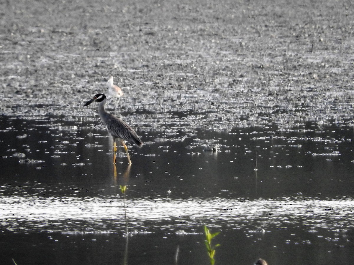 Yellow-crowned Night Heron - ML647176197