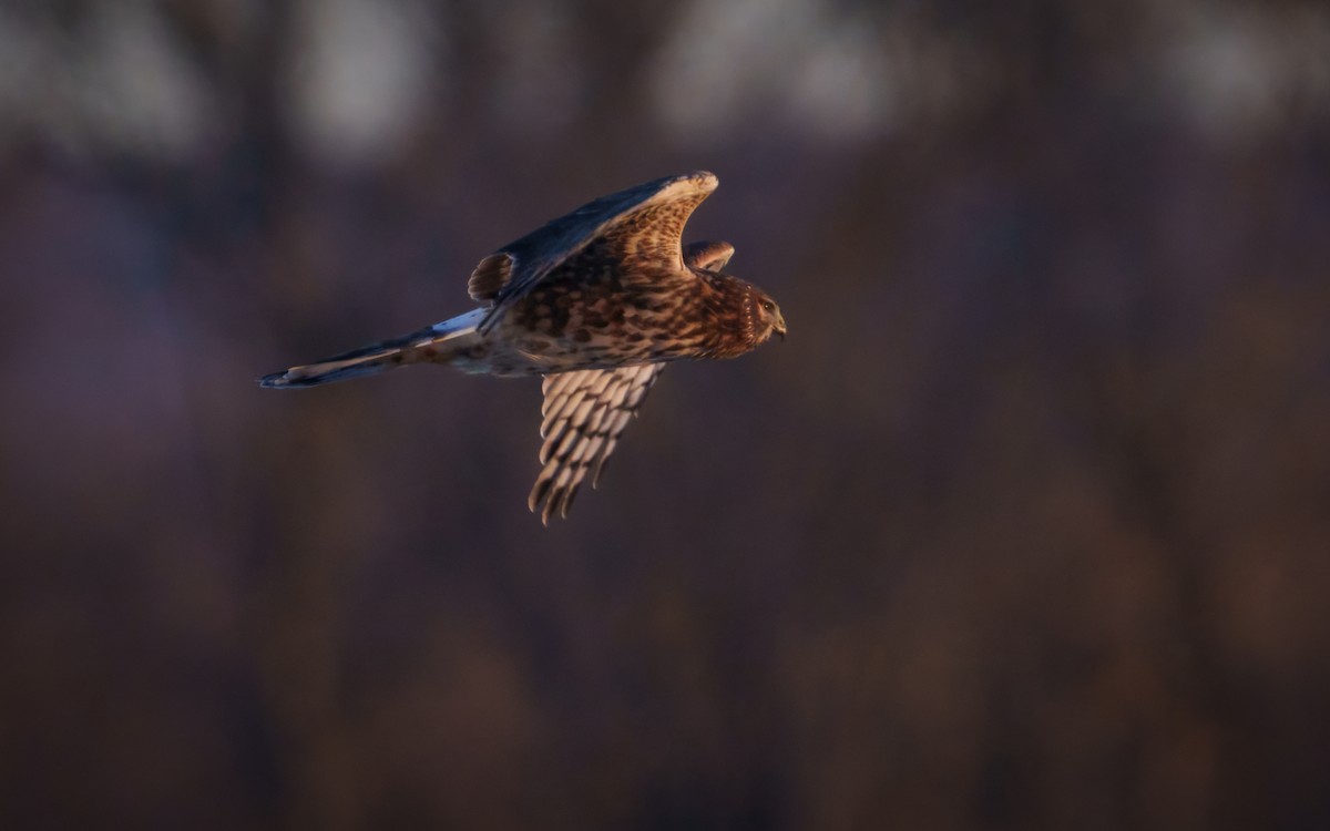 Northern Harrier - ML647176202