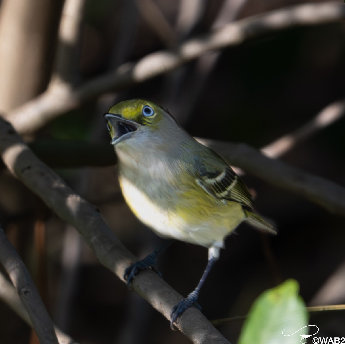 ויראו לבן-עין - ML647176203