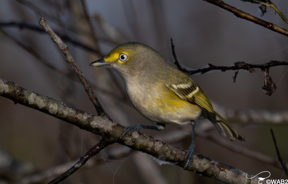 ויראו לבן-עין - ML647176204