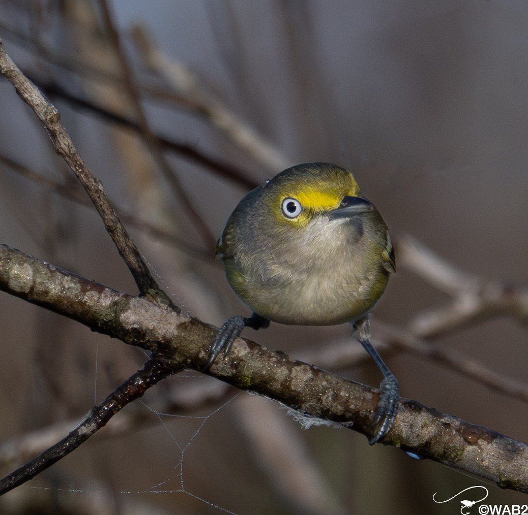 ויראו לבן-עין - ML647176205