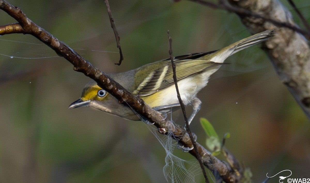 ויראו לבן-עין - ML647176206