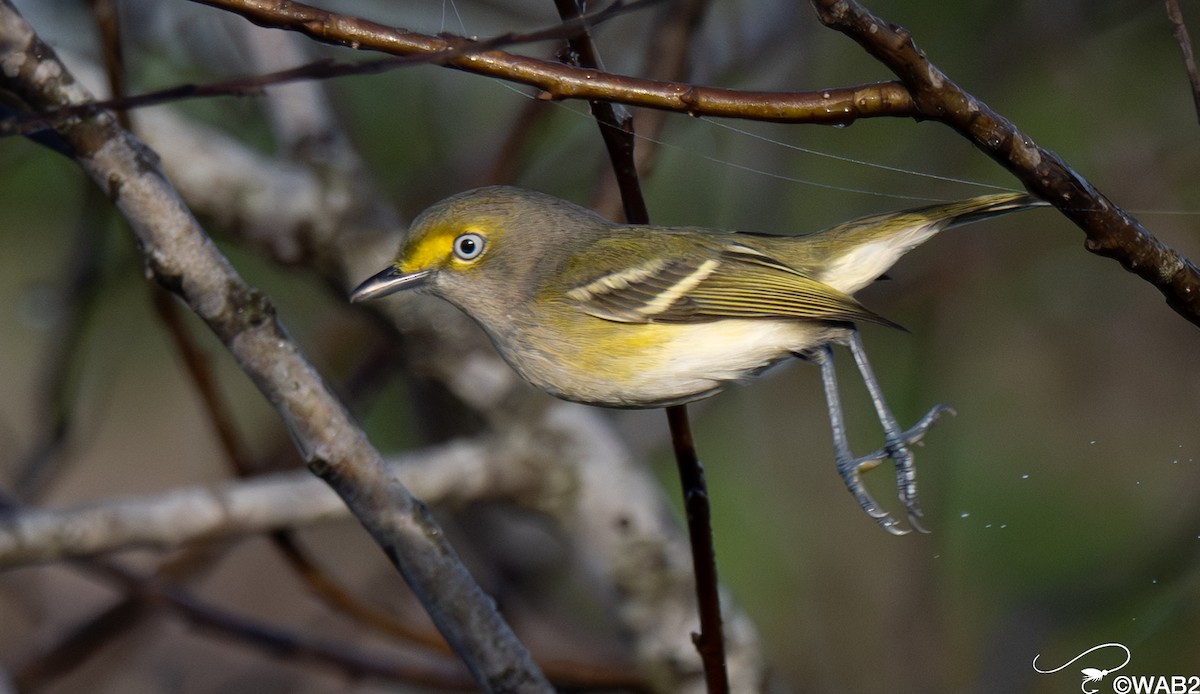 ויראו לבן-עין - ML647176208