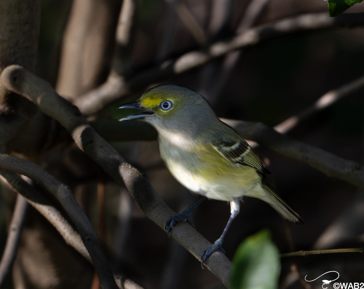 ויראו לבן-עין - ML647176209