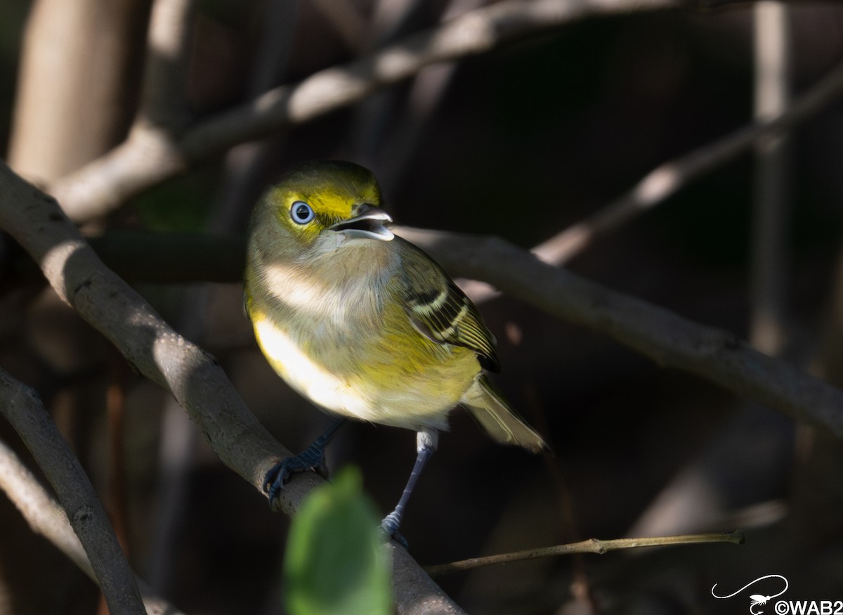ויראו לבן-עין - ML647176210