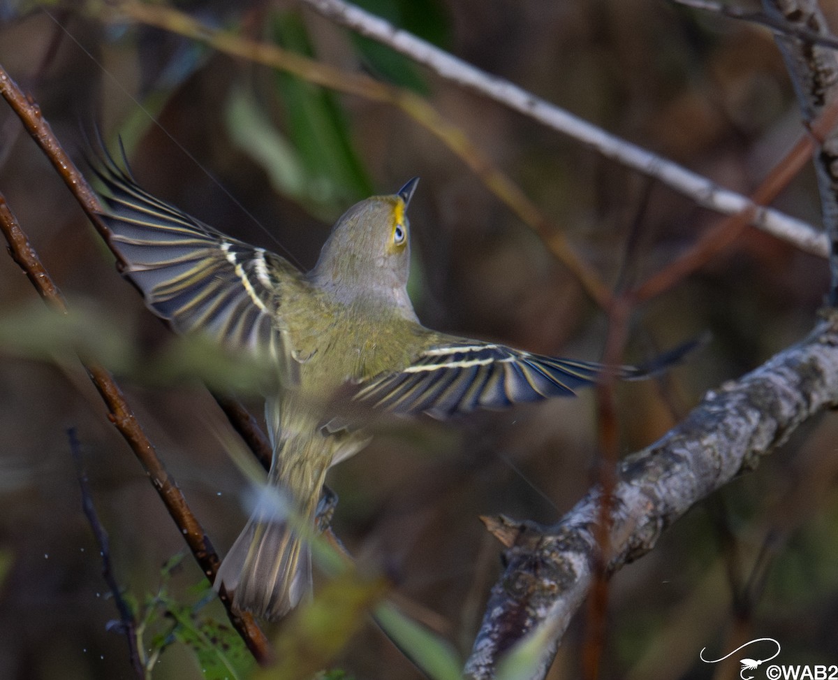 ויראו לבן-עין - ML647176211