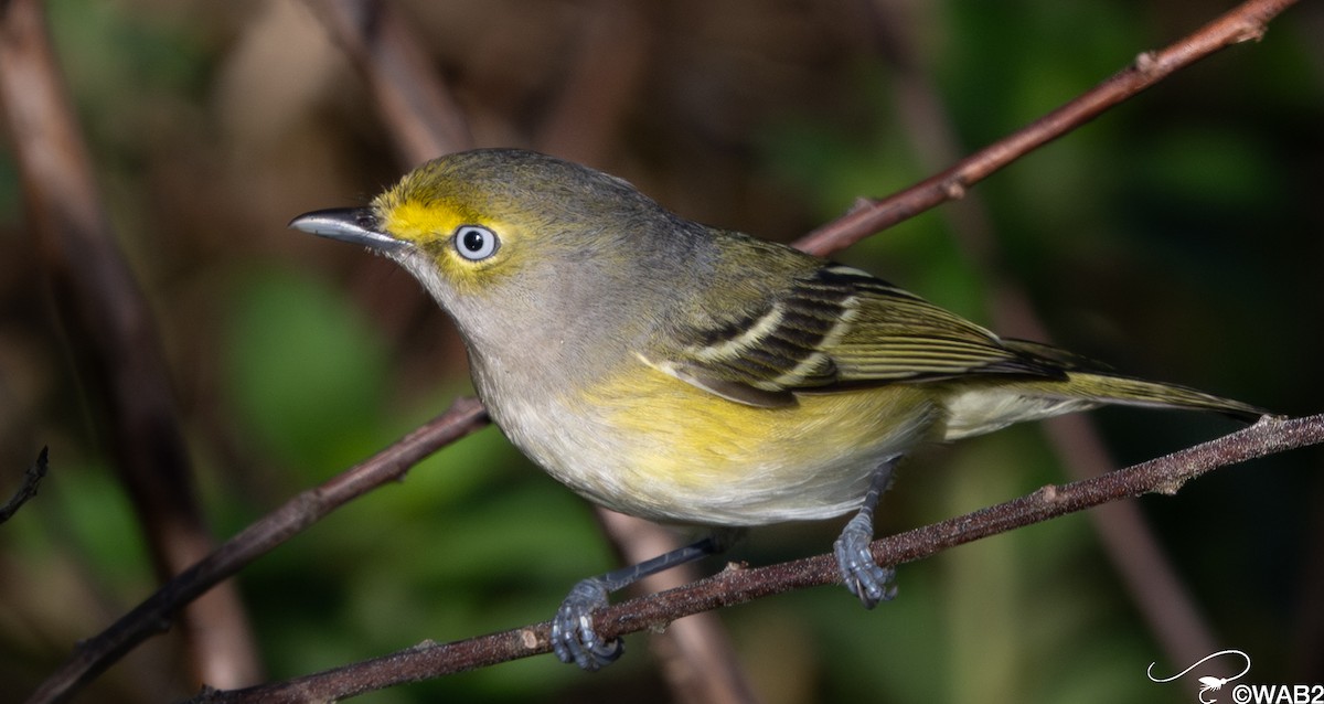 ויראו לבן-עין - ML647176212