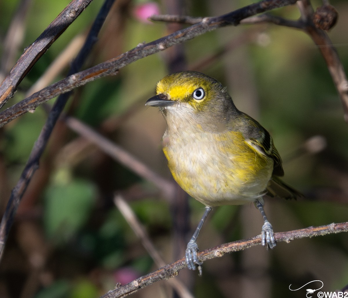 ויראו לבן-עין - ML647176213