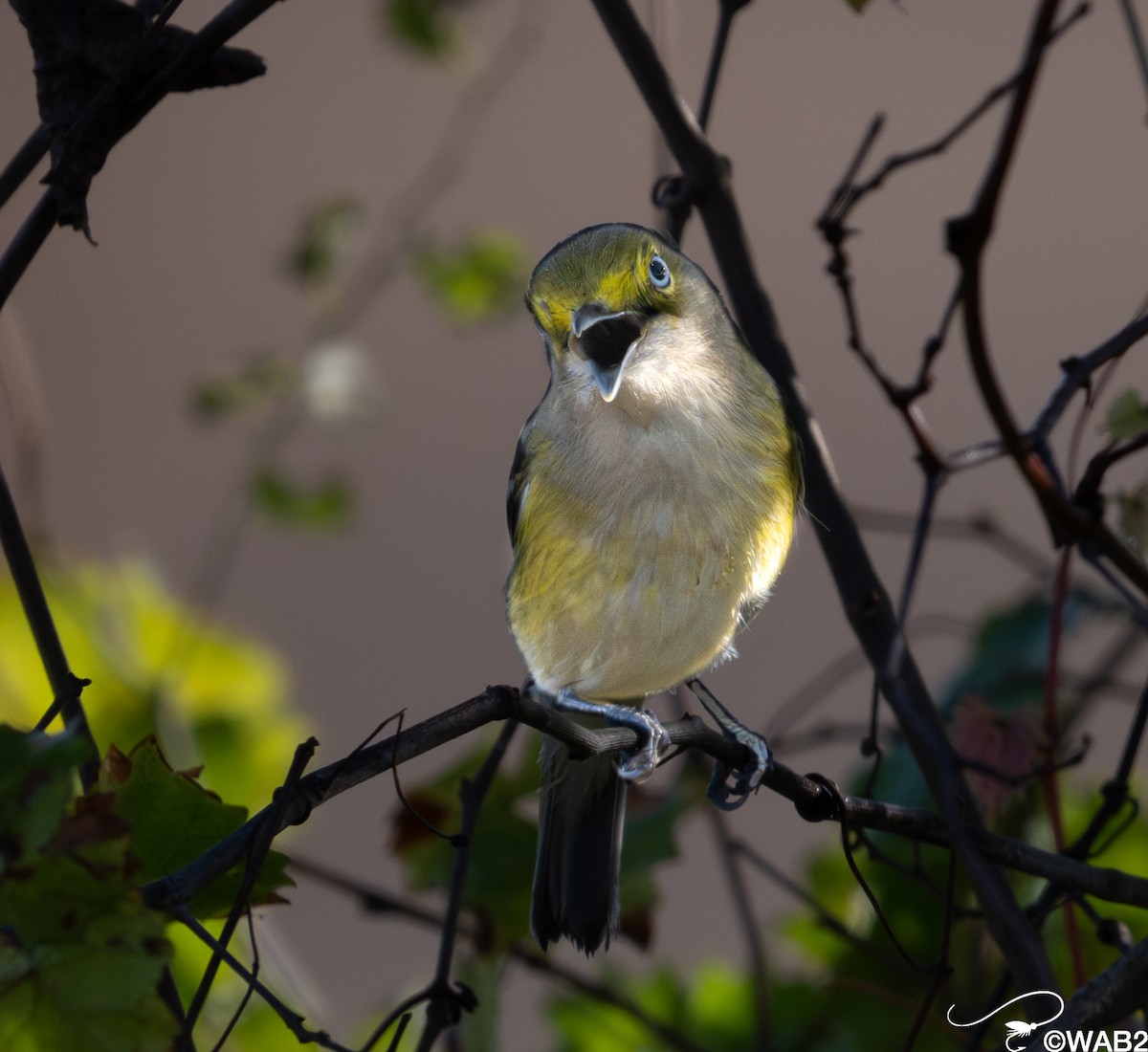 ויראו לבן-עין - ML647176214